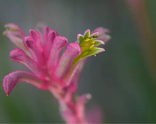 Sony FE 70-200 mm f/4 Macro G OSS II — Telephoto Zoom Lens SONY